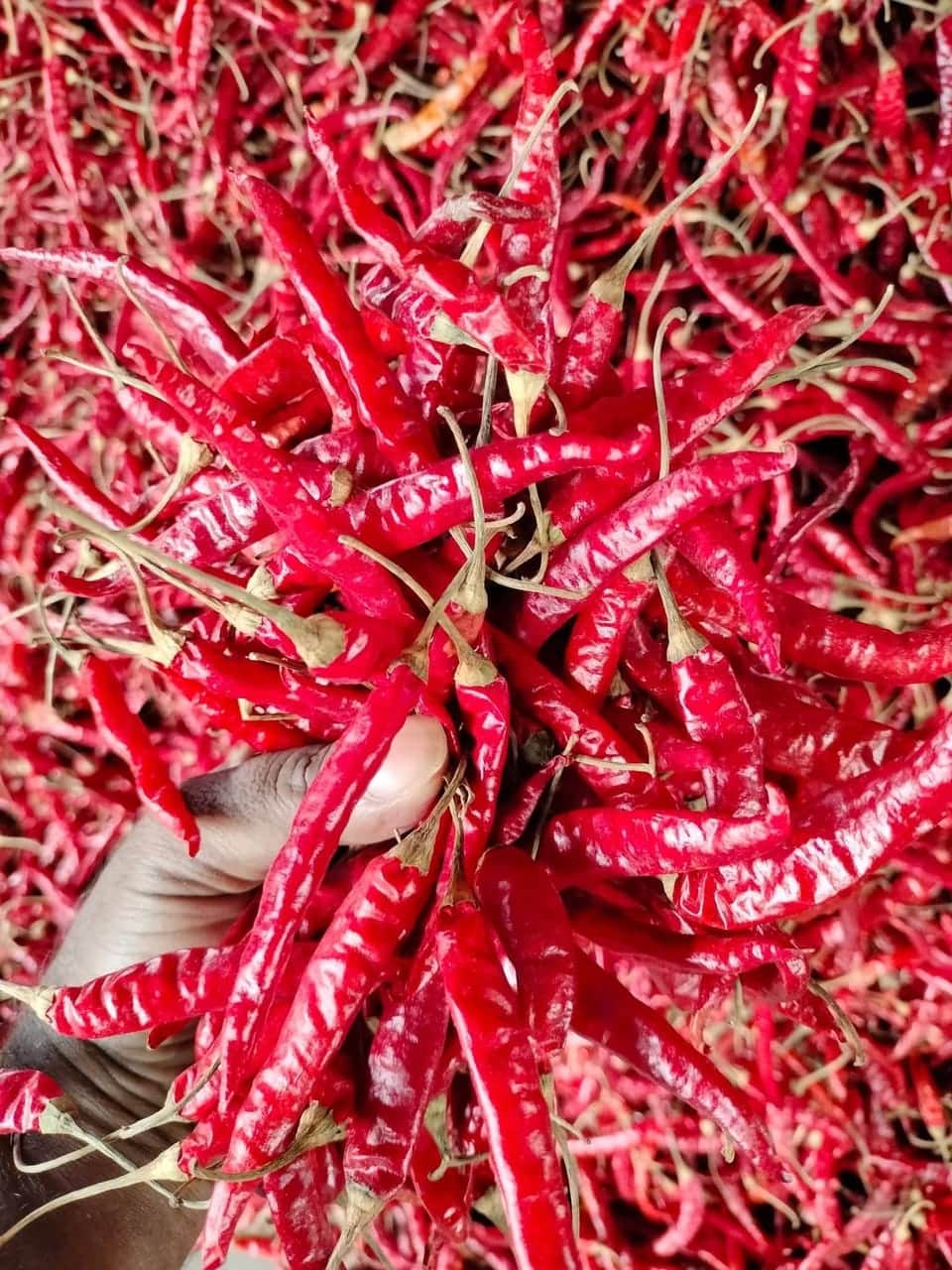 Premium Indian Spices Supply – Direct from Factory | Global Export FOB / CIF
