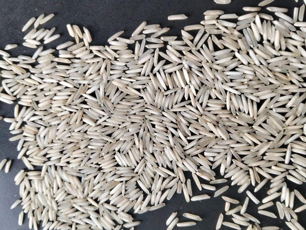 Premium Indian Rice Supply – Direct from Factory Mill | Global Export FOB / CIF
