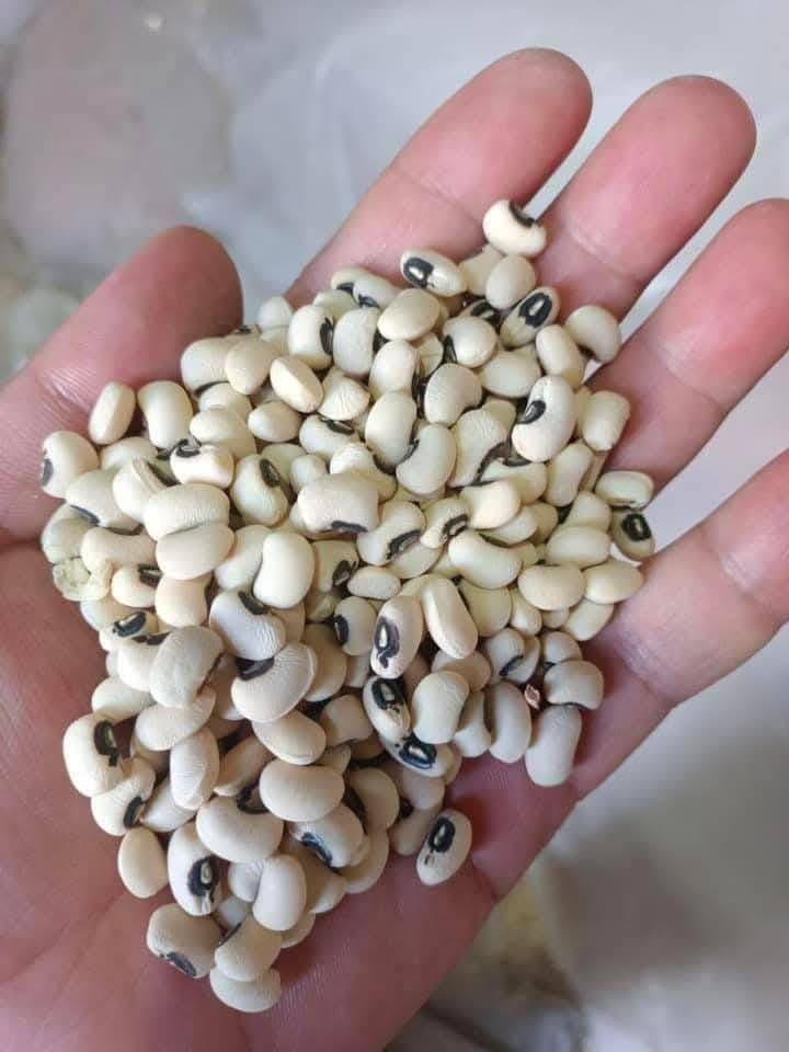 Premium Indian Pulses & Beans Supply – Direct from Factory | Global Export FOB / CIF