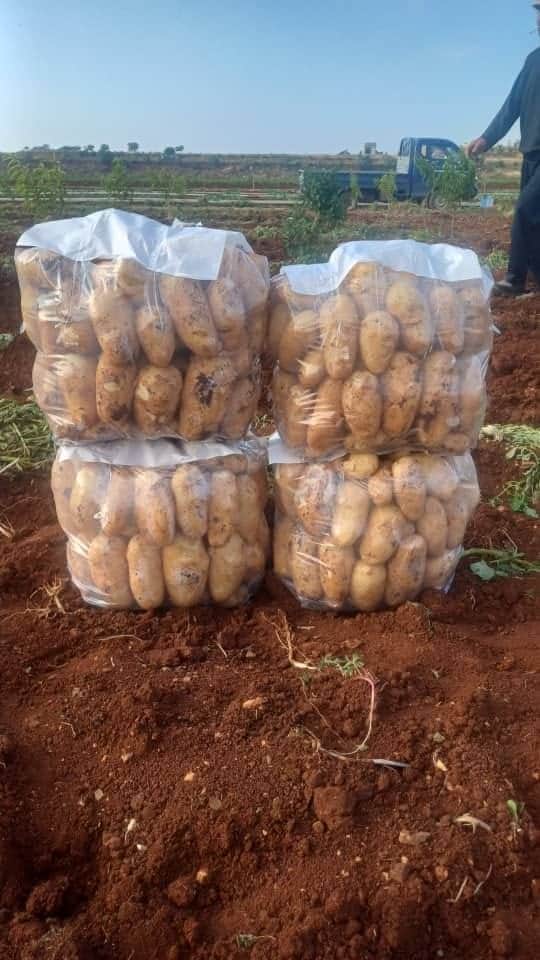 Fresh Syrian Potatoes Supplier in UAE – Direct Farm Supply
